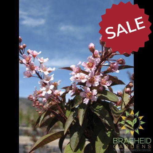 Sweetheart Mayday- Tree for sale, Grown in Grande Prairie -Braeheid Gardens Ltd. on Emerson Trail