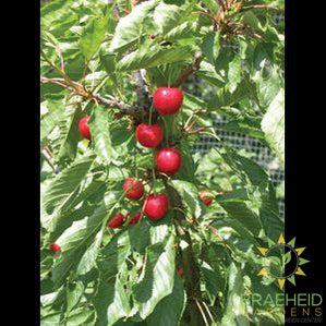 Juliet Cherry Tree