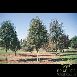 Oak Leaf Mountain Ash