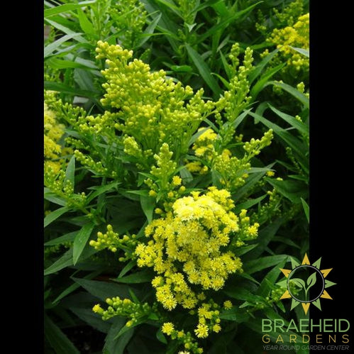 Little Lemon Goldenrod - NO SHIP