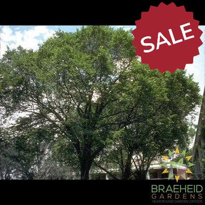 Brandon Elm- Tree for sale, Grown in Grande Prairie -Braeheid Gardens Ltd. on Emerson Trail