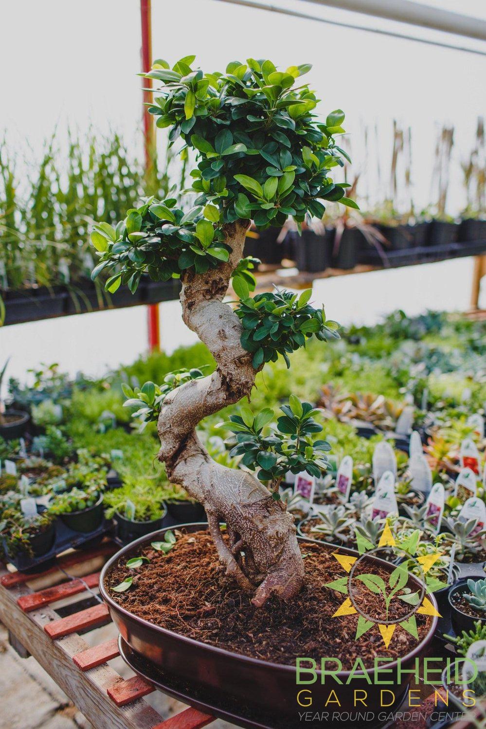 S Shaped Ficus Ginseng Bonsai - No Ship