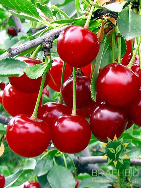 Valentine Cherry Tree