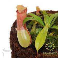 Tropical Pitcher Plant - Nepenthes Ventricosa & Sanguine