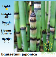 Equisetum Japonica