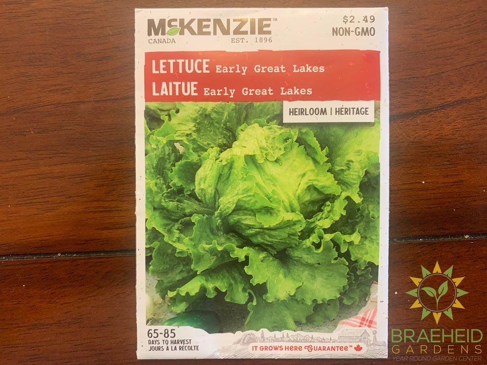 Early Great Lakes Lettuce McKenzie Seed