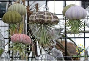 Jellyfish Tillandsia