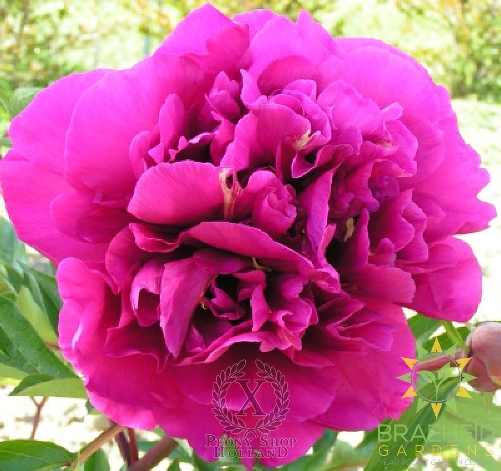Belle Toulousaine Itoh Peony - NO SHIP