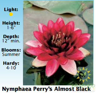 Nymphaea Perry's Almost Black