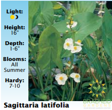 Sagittaria Latifolia