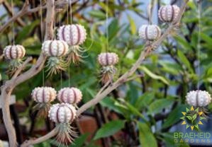 Jellyfish Tillandsia