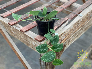 Satin Pothos (Scindapsus Pictus argyraeus)