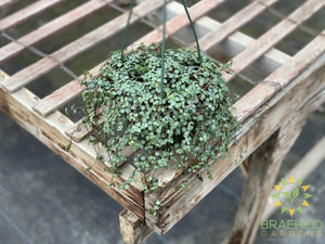 Pilea Glauca Aquamarine Hanging Basket