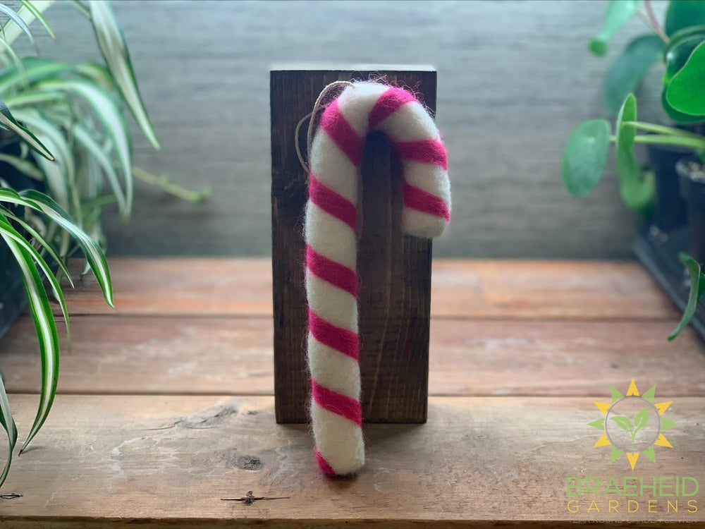 Pink and White Candy Cane