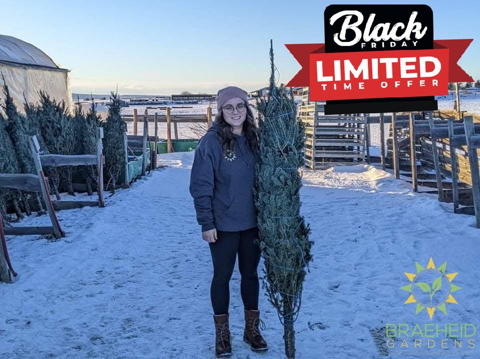 Gift A Christmas Tree