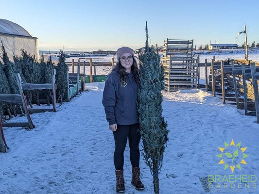 Gift A Christmas Tree