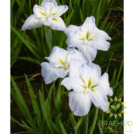 Iris Ensata White